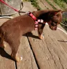 Pies Uprząż i Smycz Zestaw Puppy Smycze Kołnierze Drukowanie Kości No Pull Regulowany Psy Pas Pas Kotów Neck Pasek Cute Pet Summer Chihuahua Easy Spacer Uprząż
