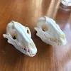 2pcs Nyctereutes procyonoides Crâne de raton laveur taxidermie véritable squelette d'os décoration de Noël cadeau crâne de chien réel Y201020