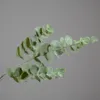 Decoratieve bloemen kransen mbf real touch kunstmatige zilveren dollar eucalyptus geld bladtakken plastic nep planten voor thuisfeest weddi