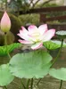 Pu Real Touching Artificial Lotus Fake Water Lily Flowers Green Leaves For Pond Vase Flowers Arrangement Garden Home Wedding Decoration Studio Fotografering Foto rekvisita