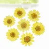 120 pcs Pressée Presse Séchée Daisy Fleur Sèche Plantes Pour Résine Époxy Pendentif Collier Fabrication De Bijoux Artisanat DIY Accessoires 220406