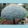 Bahçe Dekorasyonları Veranda Çim Ev 100 PCS Ladin Tohumu Pice Tree Bonsai Çimlenme Oranı için Nadir Bitkiler% 95 Güzelleştirici ve