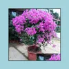 Gartendekorationen Terrasse Rasenhaus 100pcs Lila Blütensamen Bonsai seltene Pflanze für den Innenhof Pflanzung Reinigen Sie die Luftabsorption Schaden Gase D D.