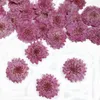 Couronnes de fleurs décoratives 12 pièces/24 pièces Zinnia violet pressé séché pour résine fleur naturelle fabrication de bijoux fabrication de savon et de bougiesdécoration