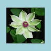 Gartendekorationen Patio Rasenhaus 100pcs Clematis Blumensamen Bonsai Vielfalt Seltene Pflanzen für die Keimungsrate 95% ALLE A S