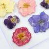 装飾的な花の花輪20pcsプレスレアルドライフラワーパープルコアオプシスジュエリーキャンドルDIYクラフト樹脂キャスティング用アクセサリー