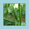 Andere Gartenlieferungen Patio Rasenhaus 20pcs Samen Topf Spring Seeding Bonsai Gemüse Terrasse Ansicht Obst und Okra Nierenklaue Organi