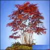 Sonstige Gartenlieferungen Patio Rasenhaus 30pcs Samen USA Amerika Red Maple Tree Bonsai Innensaatplant