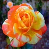100 PCS Rose Seeds Variedade de Cores Garden Fontes Rápido Plantando Temporada Aeróbica Em vaso Embalificação e purificação de ar A taxa de germinação 98%