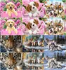 HUACAN Po Custom Animal Scenery DIY Painting By Numbers Pet Picture Drawing Coloring By Numbers Flower Figure 243648 Colors 220623