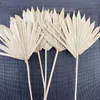 Decorative Flowers & Wreaths / 12-18CM 25-30CM Palmblad Gedroog Dried Natural Palm Leaves Dry Fan Wedding Party Art Wall Hanging DecorationD