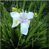100 pcs graines rares orchidées fleur iris orchidées plantes intérieures beaux maison jardinière plante de bonsaï plante plantation de croissance naturelle variété de couleurs en pot aérobique