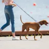 Dog Collars-riemen verstelbare nylon leiband en harnas set voor kleine honden katten borsten riemen tractie touw huisdieren riem vesten