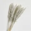 묶음 자연 말린 bulrush 작은 팜파스 잔디 잔디 분홍색 phragmites communis 리드 사진 공장 결혼식 꽃 홈 장식