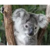 PC Słodka Australia National Mother and Child Koala Hugs Kawaii Animal Dolls Schleńki Toys Ren Birthday Gifts J220704