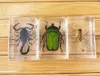 3D Insect Specimen Kids Teen Collection Science Discovery Toys Spider Scorpion Cricket Flower Chafers Stink Bug Spotted Lanternfly Clear Resin