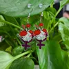 Cuelga Araña Moda Irregular Acrílico Feminista Símbolo Floral Pendientes Para Mujeres Niñas Precioso Verano Vacaciones Playa PendienteDangle Dale