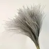 Decorative Flowers & Wreaths Real Reed Small Pampas Grass Wedding Bunch Phragmites Ornamental Bulrush Flores Secas Natural Home Decor Dried