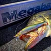 اليابان Megabass الصيد الرؤية Oneten Jr Racing تعليق بطيئة العائمة Minnow باس Jerkbait Saltwater Sea Tackle 220721