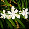 100 unids semillas rara orquídea flor iris orquídeas plantas de interior hermoso jardín jardín plantador bonsai flores plantando crecimiento natural Variedad de colores aeróbicos en maceta