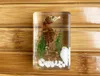 3D Böcek Örnek Çocuklar Genç Koleksiyon Bilim Keşif Oyuncaklar Örümcek Scorpion Kriket Çiçek Kokulu Koku Böcek Benekli Fenerfly Net Reçine Parti Favorileri
