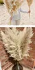 DIY blanco rosa Real seco Pampas hierba decoración boda ramo de flores plantas naturales decoración de otoño para el hogar regalo de Navidad 7843463