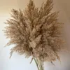 Flores decorativas Guirnaldas 10 piezas Espadaña real Plantas secas naturales Pequeña flor seca para la decoración Hierba de pampa en ramo Boda Hogar De