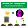 Solar LED Full Spectrum Phyto Lamp 5V Impermeabile Grow Light Strip 2835 Lampada Bead per piante Fiori Serra Cultivo Hydroponic Dropship