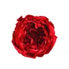 8st/låda eviga blommor A Grad Austin Roses 4-5 cm DIY Valentine Day Mother Gift Wedding Decoration Heminredning 220425