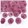 Dekorativa blommor kransar 12st/24 st lila zinnia pressade torkad för harts naturliga blommamycken som tillverkar tvål och ljus gör att det är ett dekorativ