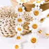 2yard / lot daisy кружевная отделка высококачественный цветок кружева ткань вышивка ручной работы лоскутная лента diy одежда швейные аксессуары