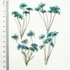 장식용 꽃 화환 레이스 꽃의 클러스터 1000pcs 메이크업 장식을 위해 다른 색조 건조