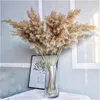 Fiori decorativi ghirlande 5/10 pezzi naturali vere pampas secca erba bouquet soffice piuma matrimonio speciale cerimonia fiore decorazione moder