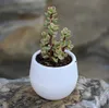 6 Colors 7*7*5.5cm Round Plastic Plant Flower Pot Planter Garden Home Office Decor Desktop Flower Pots Multi color options