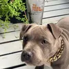 犬の首輪リーシュゴールドメッキ犬用スネークチェーンビッグファッションジュエリーアクセサリーピットブルパグピンチ首輪プラスチック 10EDog