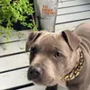 Hundhalsband Kopel Guldpläterade för hundar Ormkedja Stora modesmycken Tillbehör Pitbull Mops Nyphalsband Plast 10EDog