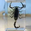 15Kinds Real Insektenproben Harz Hexapod Desk Dekoration Wertschätzung Unterrichten von Zubehör für das Wohnzimmer 220523
