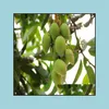 Decoraciones de jardín patio césped casa semillas importadas 1pcs 100% verdaderas plantas de mango muy deliciosas bonsai de fruta verde saludable