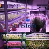 380-800NM Full Spectrum LED Grow Lights LED GRURS TUBE 8ft T5 T8 V-formade integrationsrör för medicinska växter och blomma fruktrosa färg