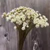 Aproximadamente 200 piezas / cabeza de 0,6-1 cm, flores de pequeñas estrellas blancas naturales secas reales, mini ramo de margaritas seco para joyería de resina, decoración del hogar 220408