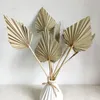 5/10 Pcs Boho Spears Natural Fans Leaves Dried Palm Fan Leaf with Stem