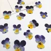60pcs Pressed Dried Pansy Viola Tricolor L. Flower Plants Herbarium For Jewelry Postcard Bookmark Phone Case Making DIY 220406