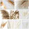 79 st naturliga torkade pampas gräs, boho dekor fluffy vit pompös gräs stor reed kanin svans vete stjälk dekorativa 220408