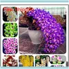 Andere Gartenlieferungen Patio Lawn Home 100 PCs Verpackung Dendrobiumsamen Topfblumensamen Sorte Vervollst￤ndigen Sie die Knospenrate 95 gemischt Colo