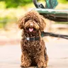 개인화 된 개 커스텀 조각 강아지 ID 이름 태그 버클 그레이 칼라 SL 220622