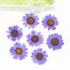 120pcs Pressed Press Dried Daisy Dry Flower Plants For Epoxy Resin Pendant Necklace Jewelry Making Craft DIY Accessories 220406