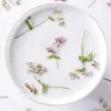 Decoratieve bloemen kransen Natuurlijk geperste gedroogde bloem droge planten ketting zeepboeken maken ambachtelijke diy accessoires kunstmatige decoratie mo