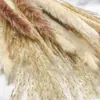 80個の乾燥パンパス装飾天然茶色の白い威厳のある草乾燥バニーテール小麦reed自由home家庭の花のアレンジ3400938