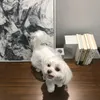 デザイナーペット犬アパレルフレンチラグジュアリーホワイトガーゼスカート2本の足服服smlxlxxl