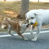 Chien mâcher des jouets pour animaux de compagnie fournit la boule de latex Sound Small Medium Dog Hortensia Molaire résistant à la bouchée Anti-démolition